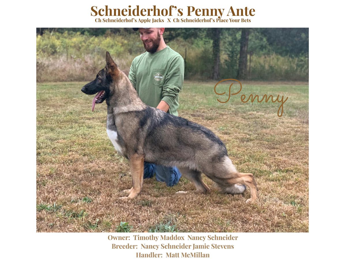 Ch Schneiderhof's Penny Ante