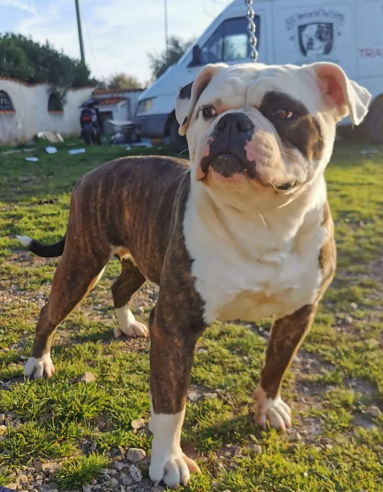 JR CH ABI - CH EBKC Parisch's Pupa