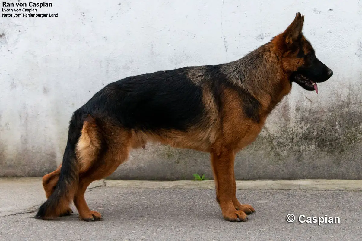Ran von Caspian