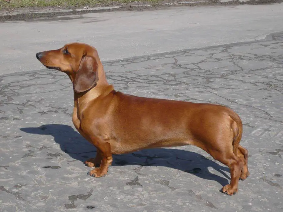 Dark Dove Magic Seven