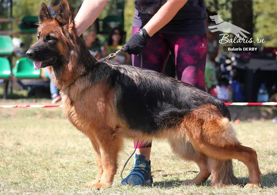 JСHC Balaris Derby