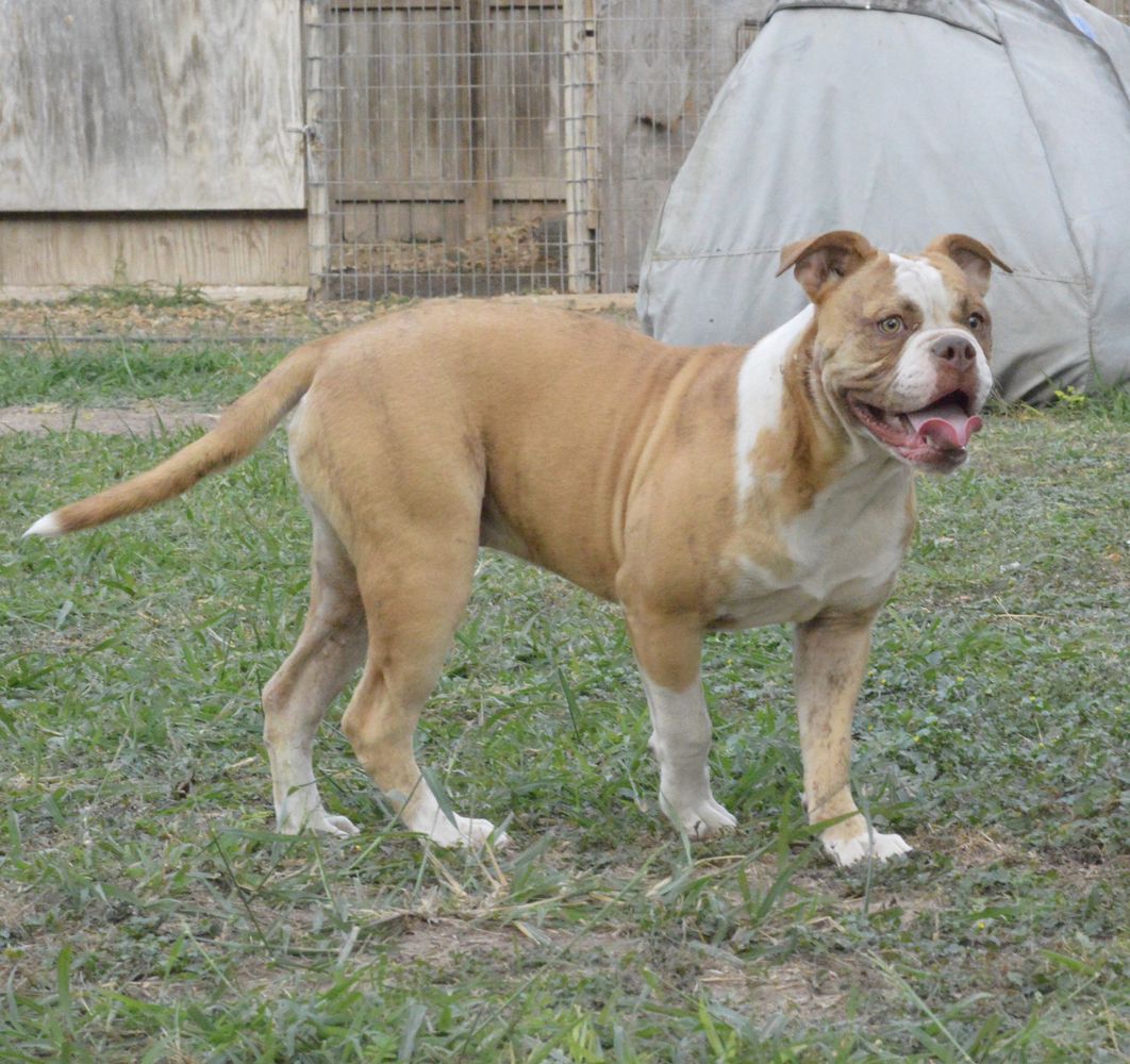 Strong Side Maximus of Mares bulldogs