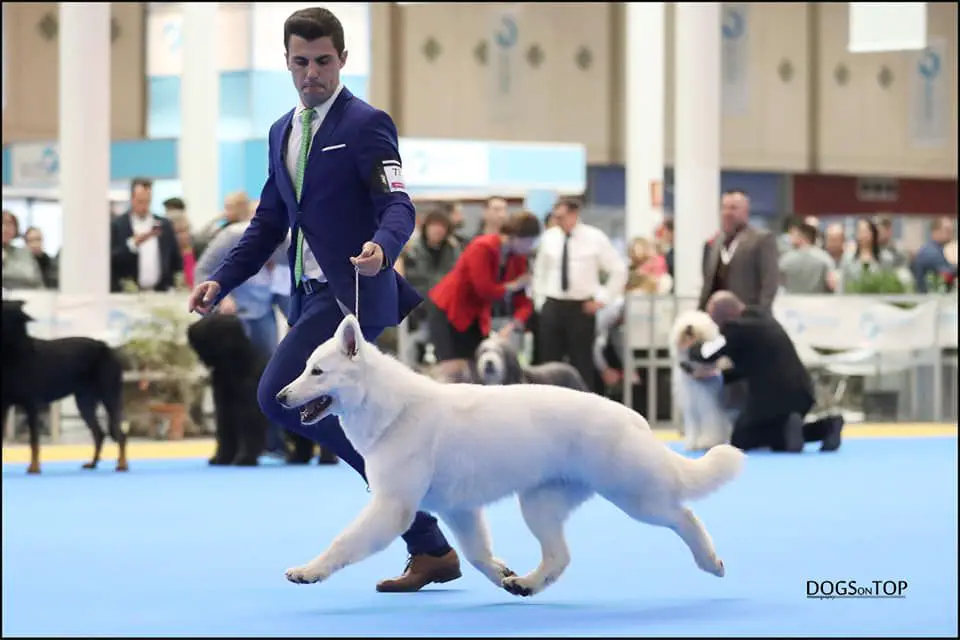 CH SPAIN, JCH SPAIN, JCH GIBRALTAR nuka de soto de riofrio