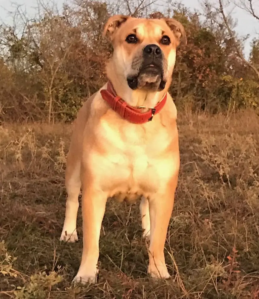 ЧРКФ, ЧРФЛС, ЛПП Jale Akoro