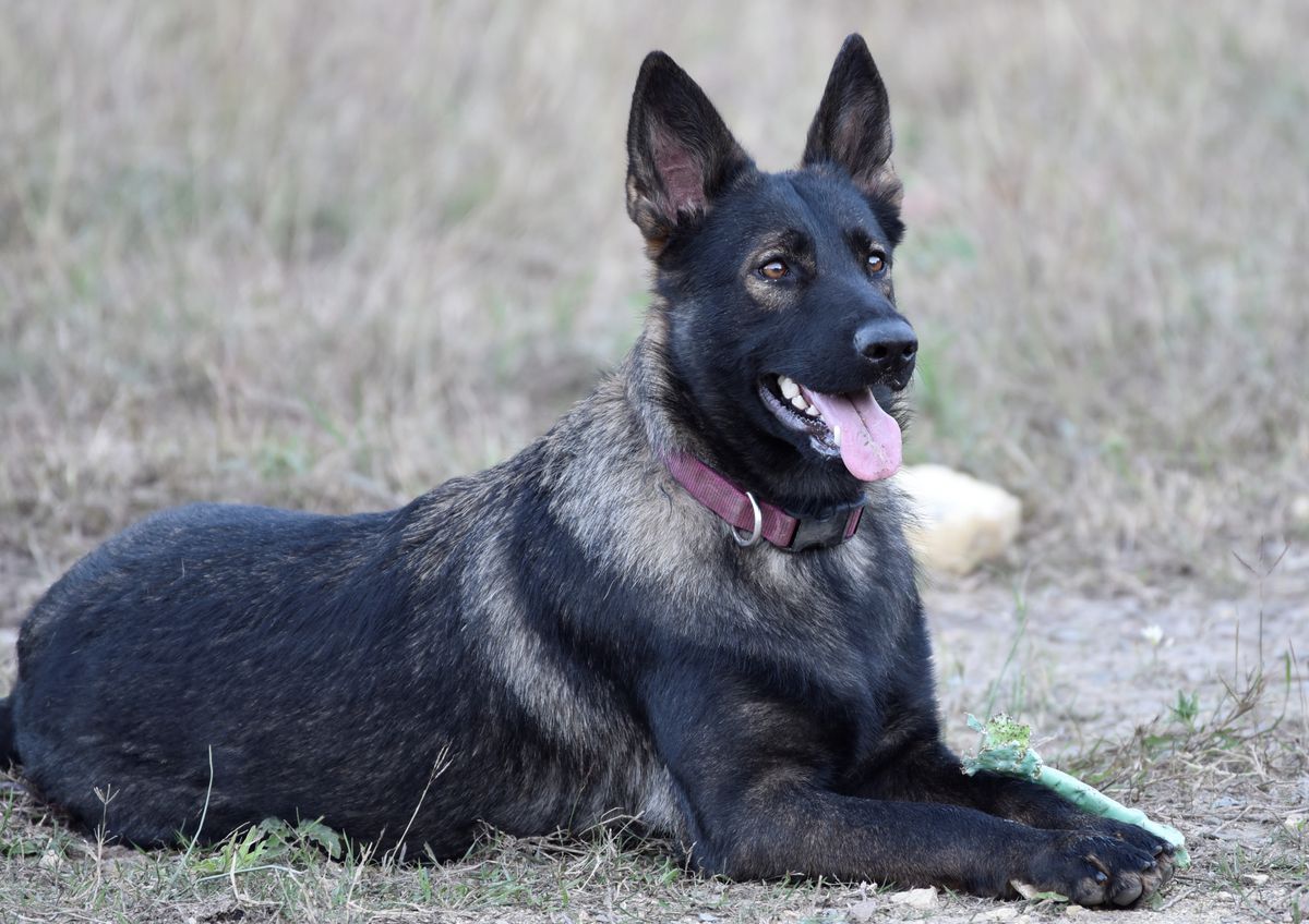 Dark Liberty's Luna Dobry Pastyr