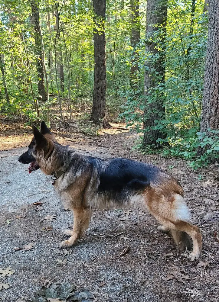 CGC/CGCA Adsit's Belle