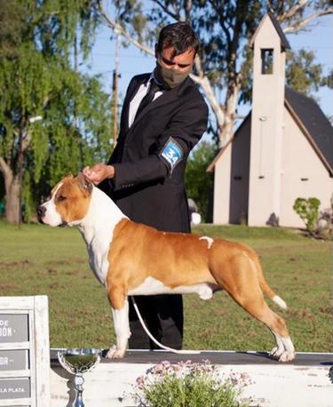 Arg. Ch, Bra Ch, Uru Ch, MULT BISS & BIS HEREDIA DE LA GRAN STRANIERA