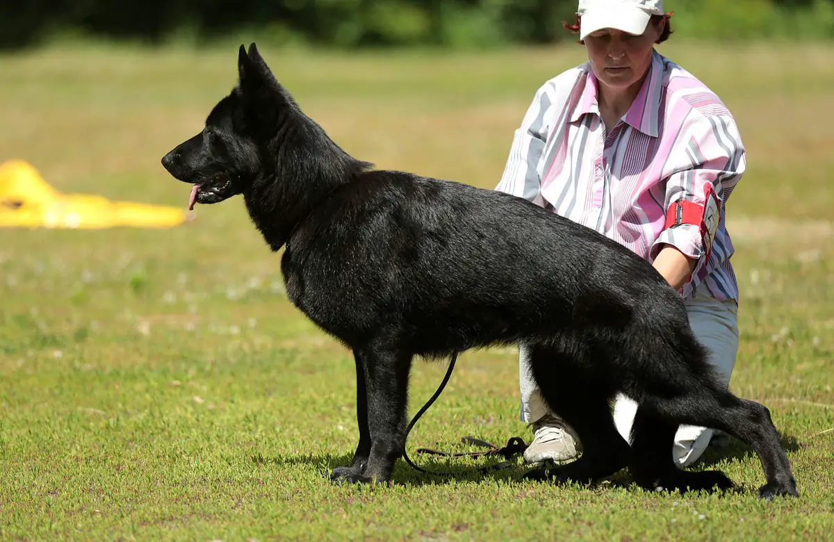 Kalvera vom Olster Hof