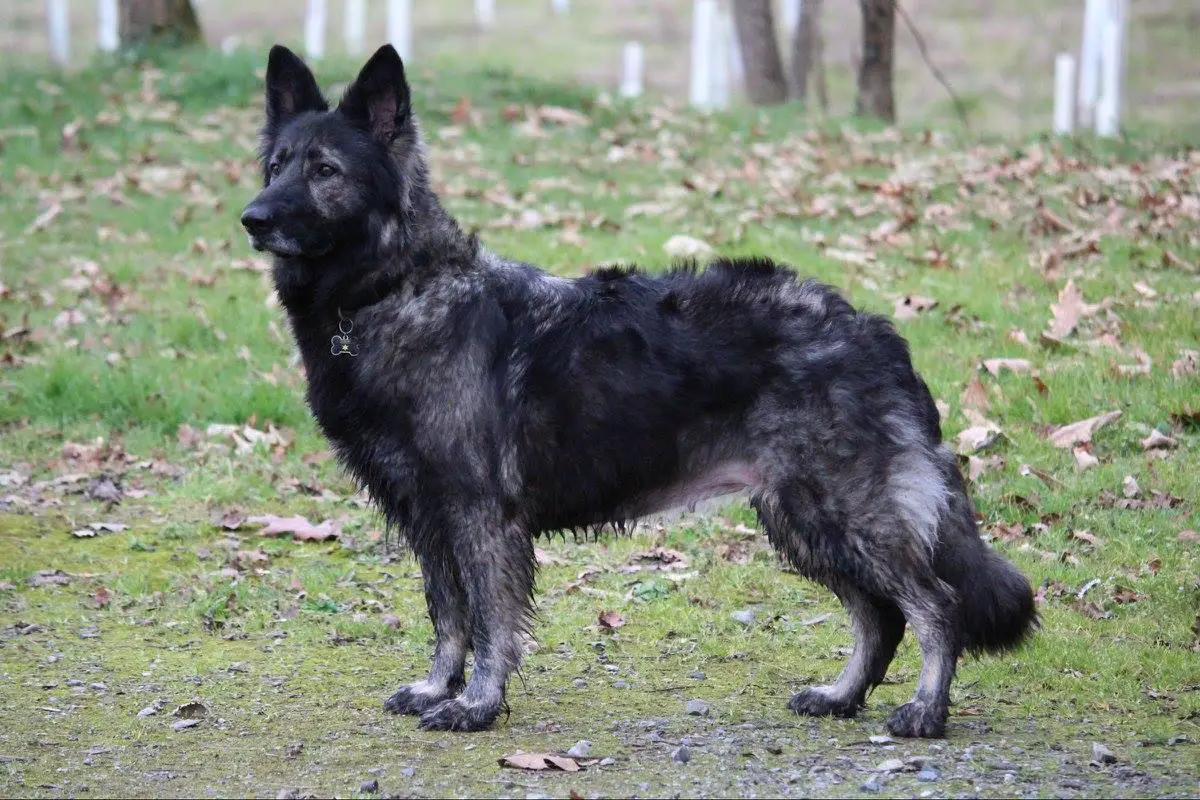 Legend of Darkness Emine