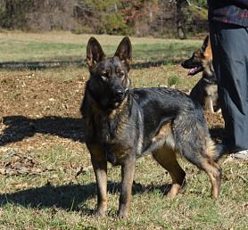 Piper Graf-Kirsch-Pohranicni Straze