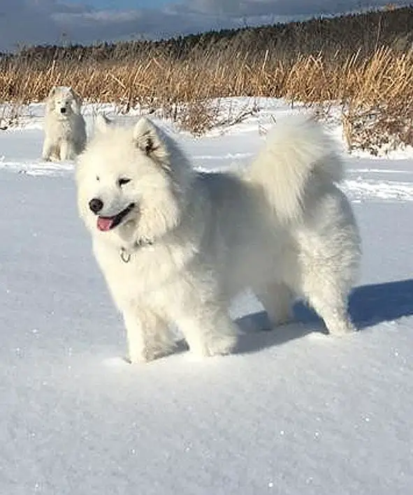 CHRUS, CHRKF OZORNITSA METELITSA