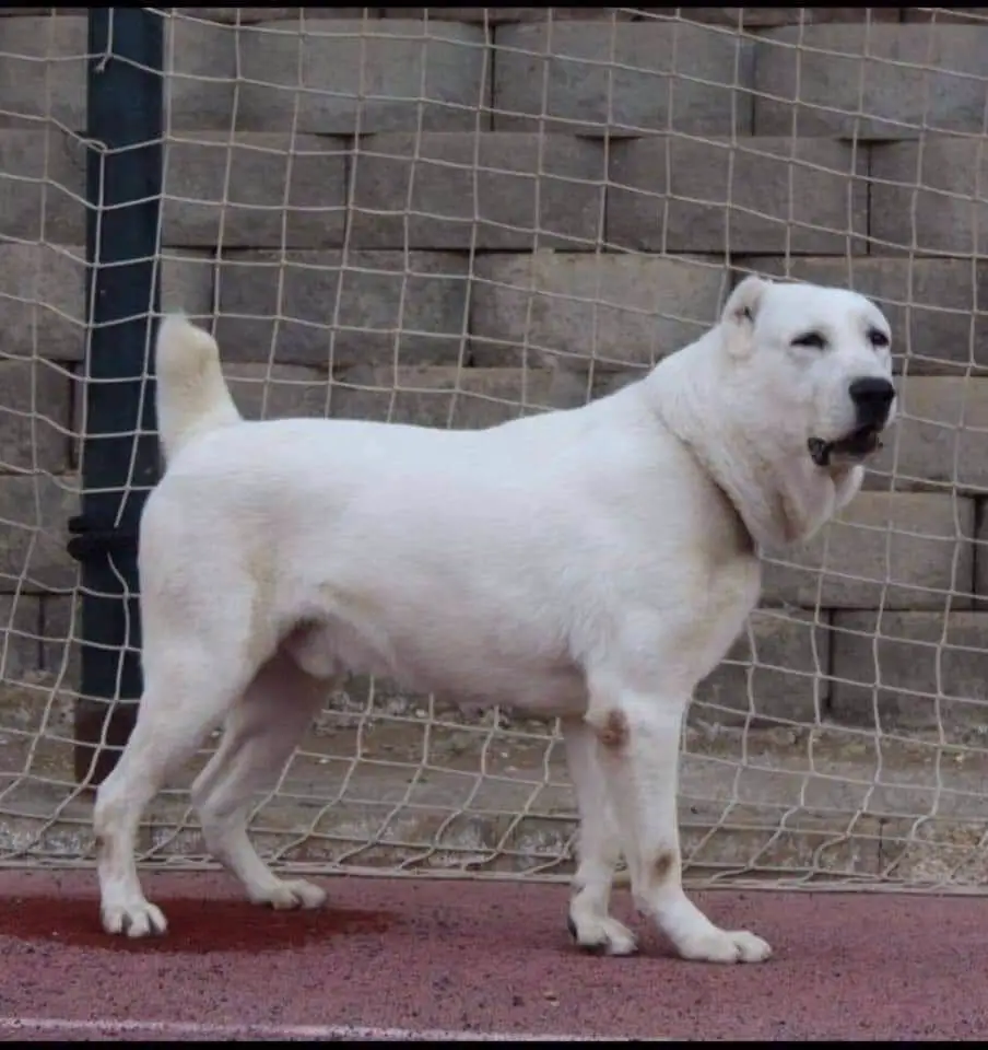 Best Junior - best of breed- Felix Assad kennel
