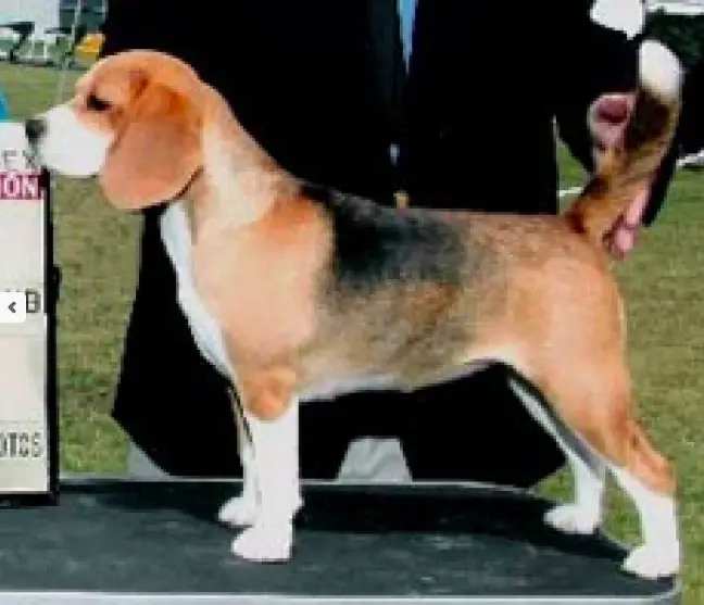 CH Just Wright Gone Postal