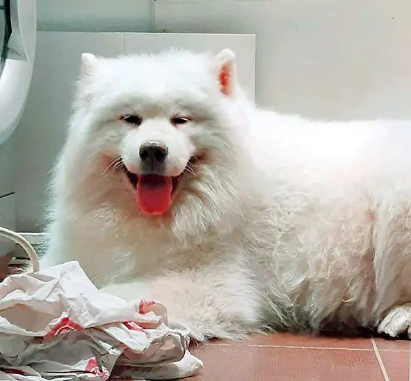 BELYI VOLK Neychural Blondi