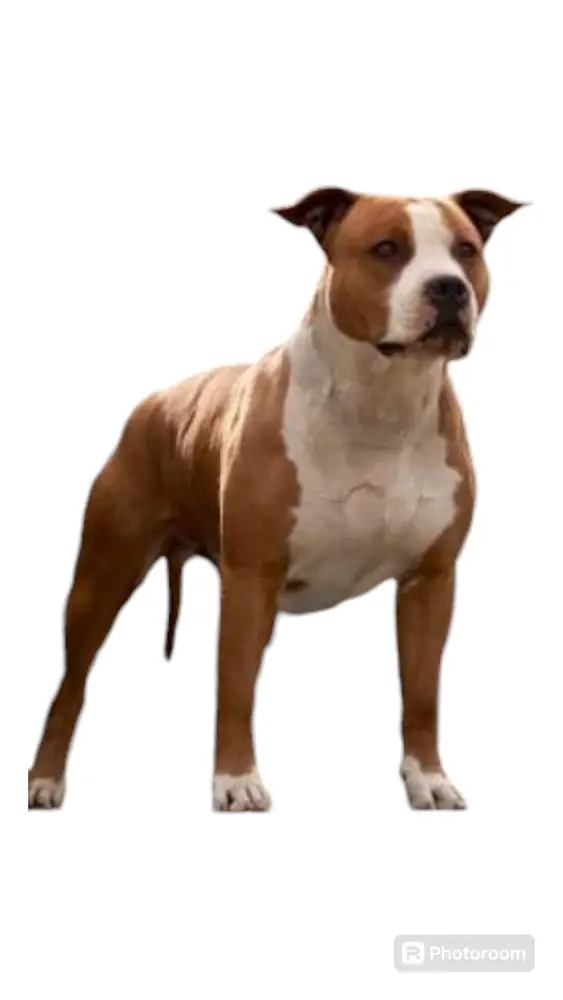 INT.CH, MULTI. CH, ÖCH, SLO. CH, CH. BIH, CH. HR Norton's Warriors Dragon's Son