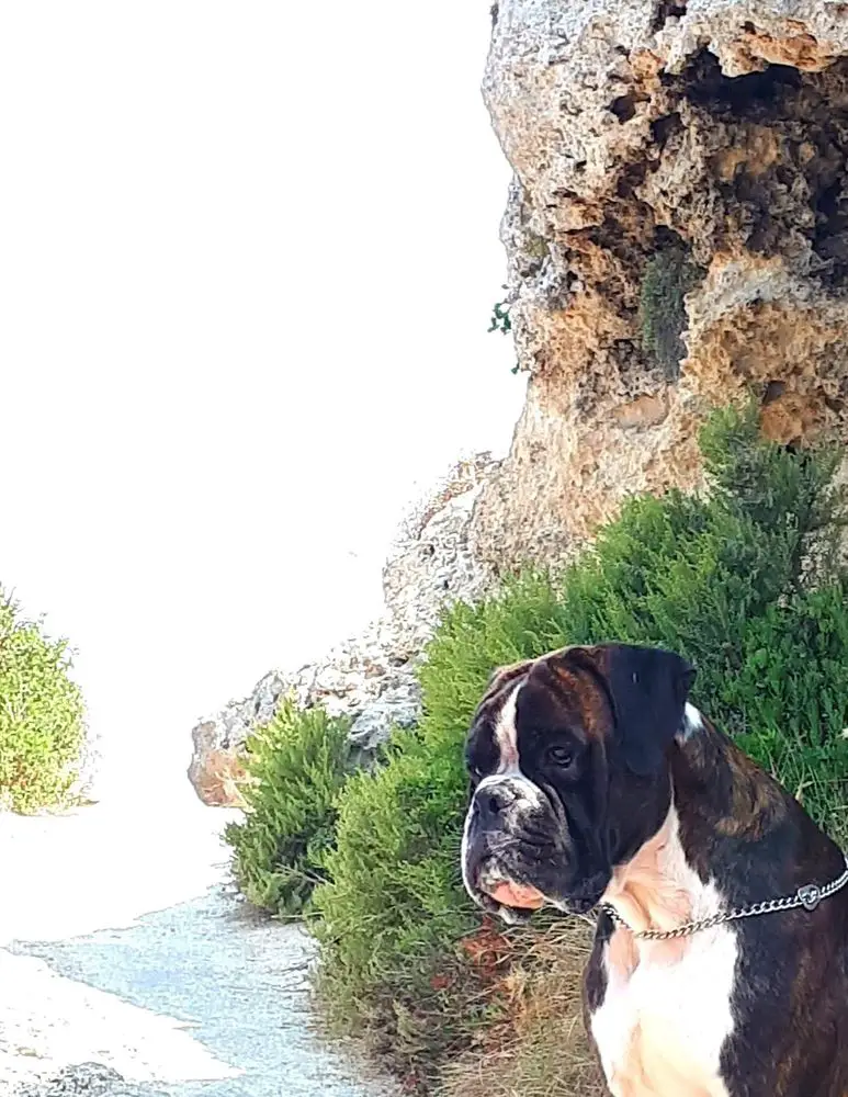 MLT JCH Naxos Della Gens Clodia