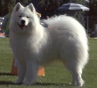 Newsam´s Laurence Oliver