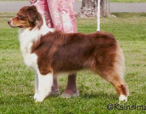 AKC CH/ASCA ATCH CH Woodstock's Coming Around Again