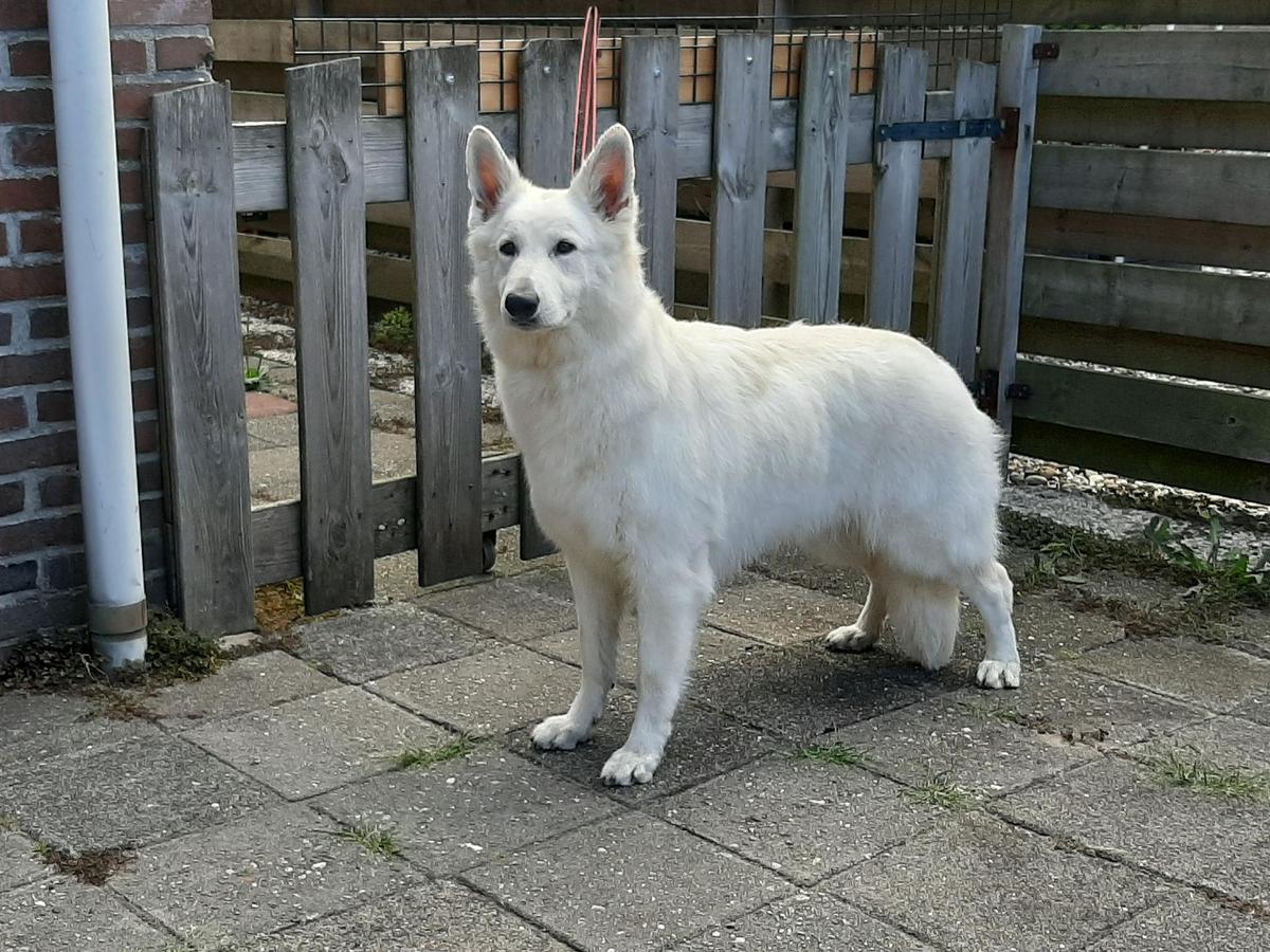 Slov. Jugend Champion X- White Queen Evita vom Sutumer Grund