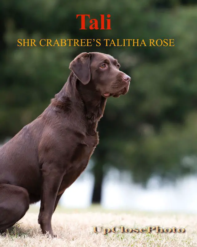 CRABTREE'S TALITHA ROSE