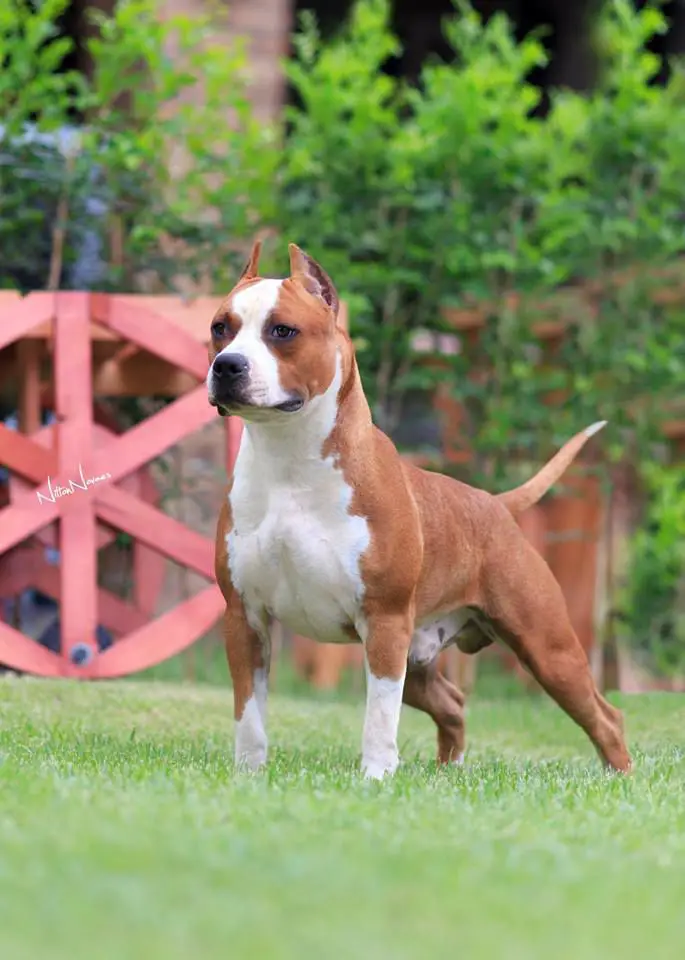 Br.CH Amstaff Camarilha Loras Tyrell "Buakaw"