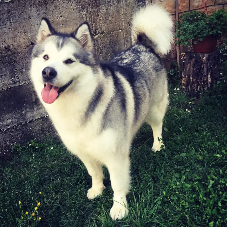 JCH CH GCH Kurjak M Summer