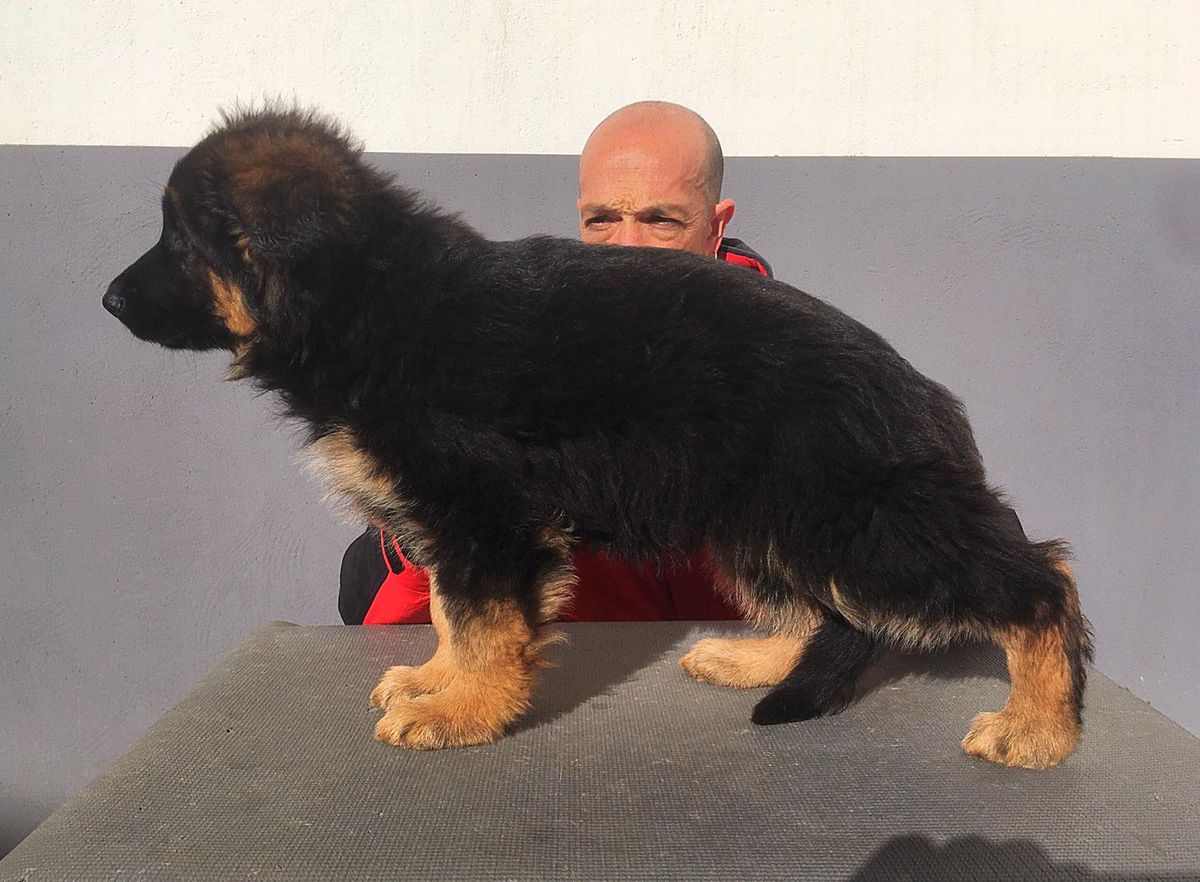 Dracarys de Nussehund