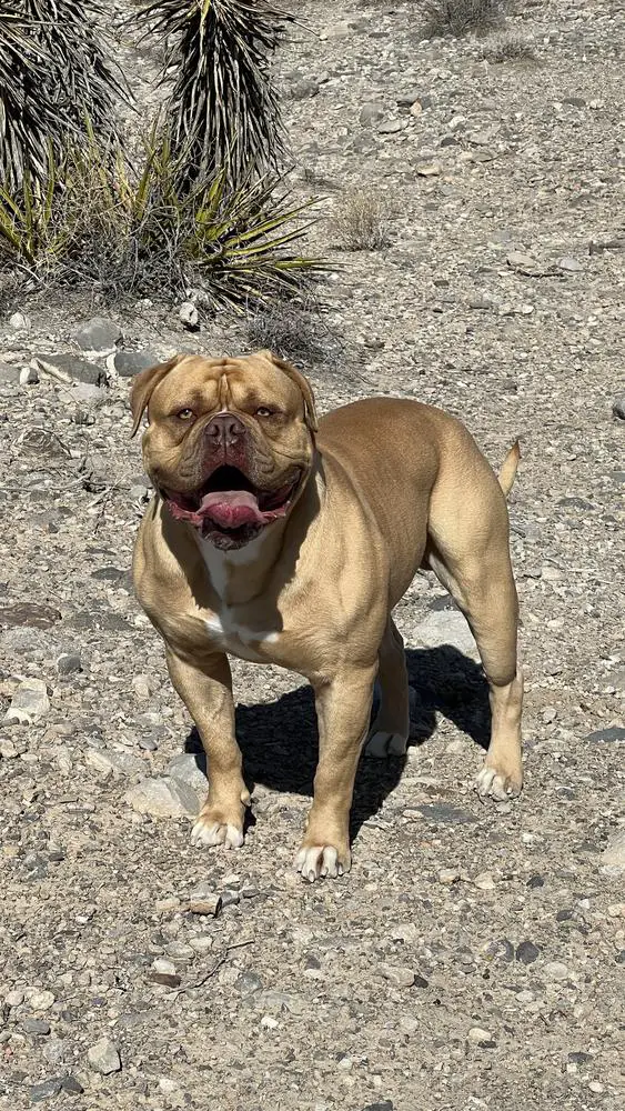 Sirline Bulldogs Sir Cashington "The Great"