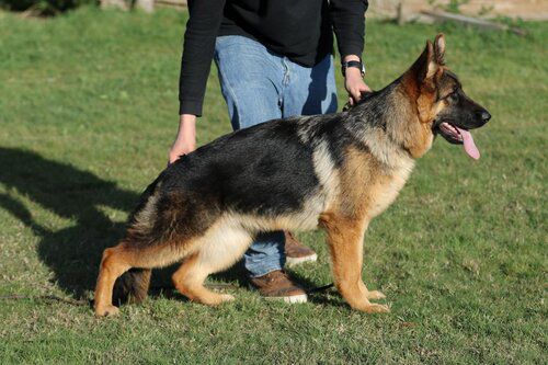 Barbie do Pastor do Sul