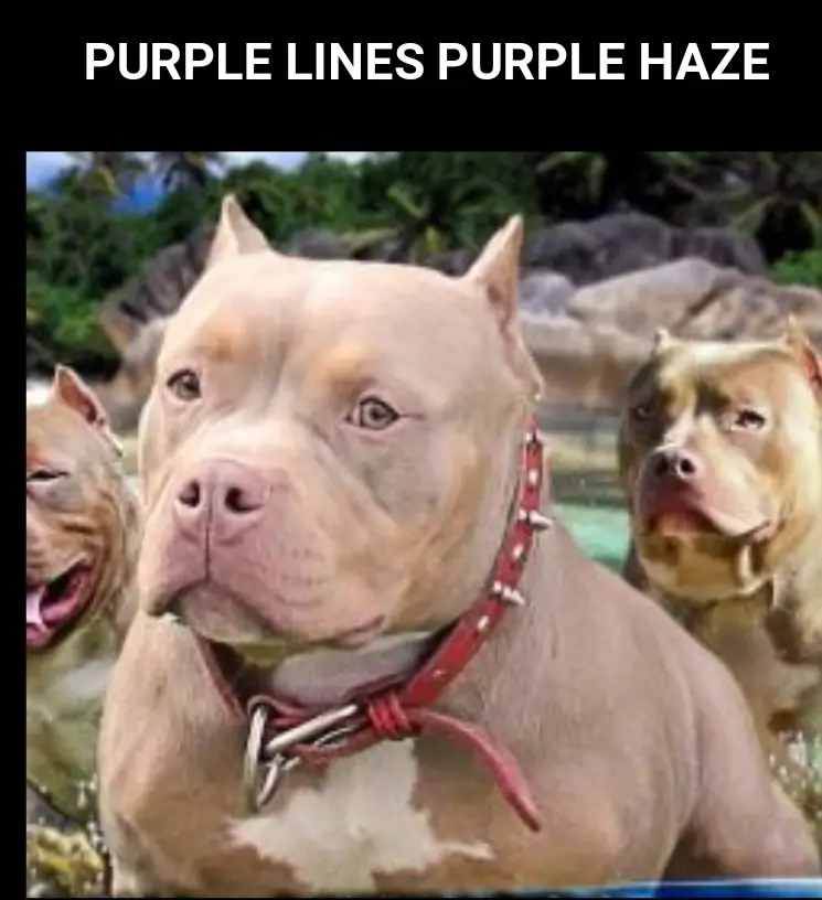Purplelines purple Haze