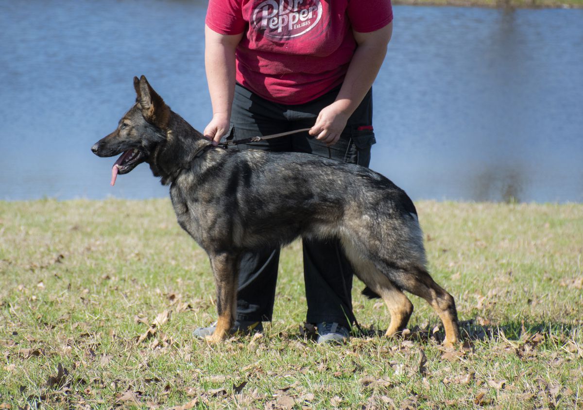 Nymeria von dem Bauernhof