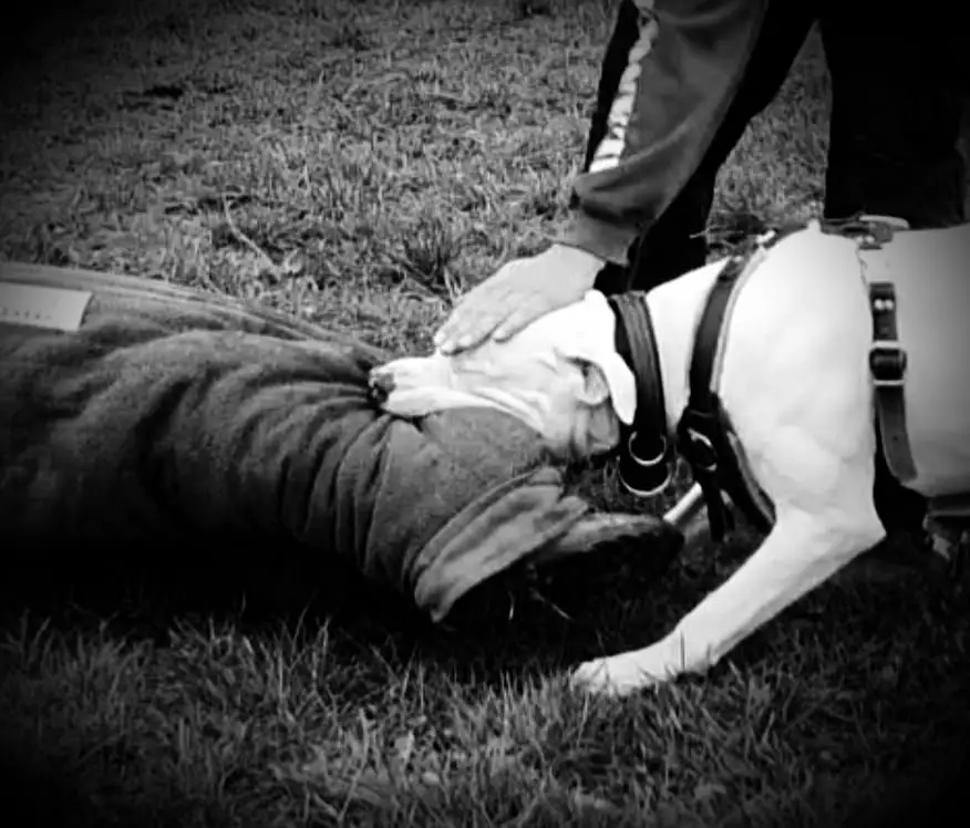 Hog Lover's Hepheistos