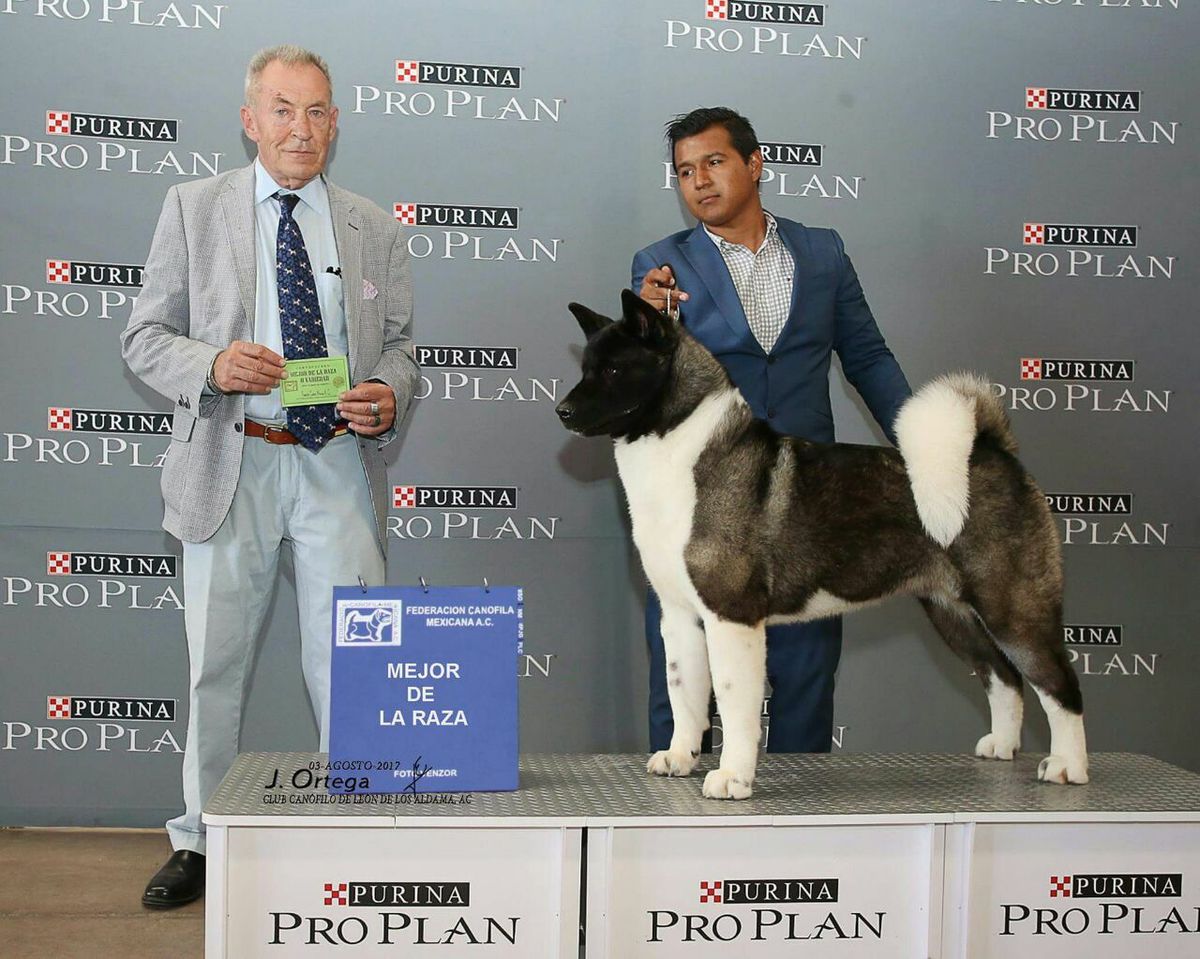 Salam Alei Kum (Hernandez)