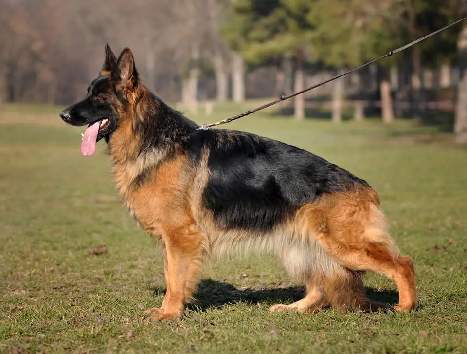 CH RU, CH RKF Rus Gerts Adell Ochra