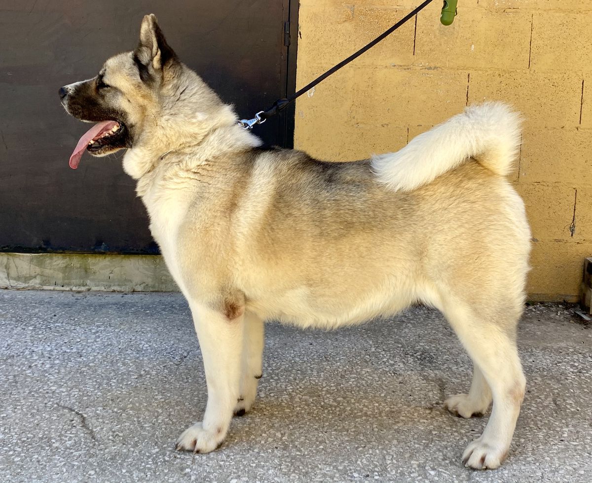 Ranya Of Wolf Point