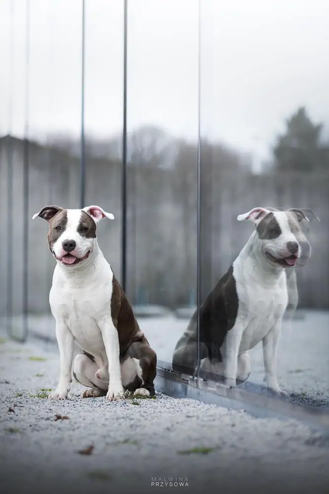 KEY TO VIGO DREAMS Ze Stajni Lasko