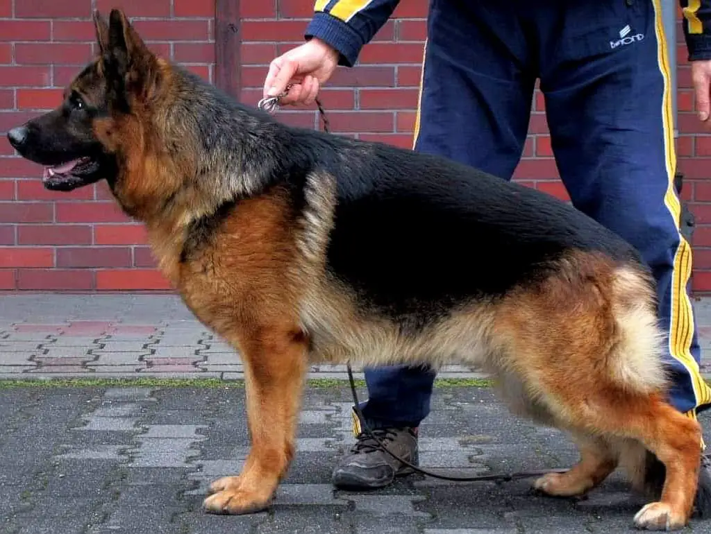 Bex vom Waldfurter-Wald