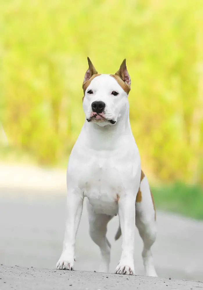 JCH, CH, BIS Nord Keeper Cinnamon