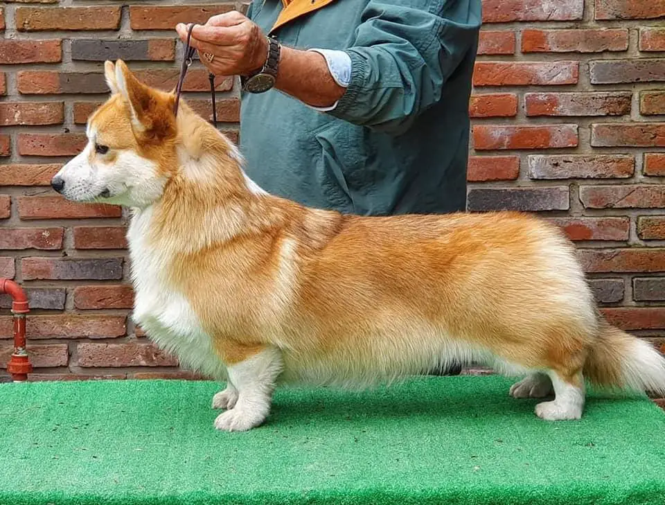 Corgi Red Hill Dario