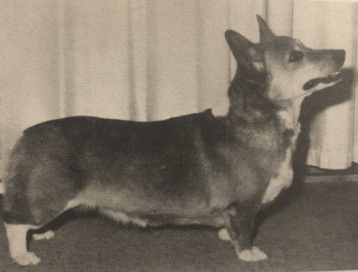 CH Larklain Katy-Did