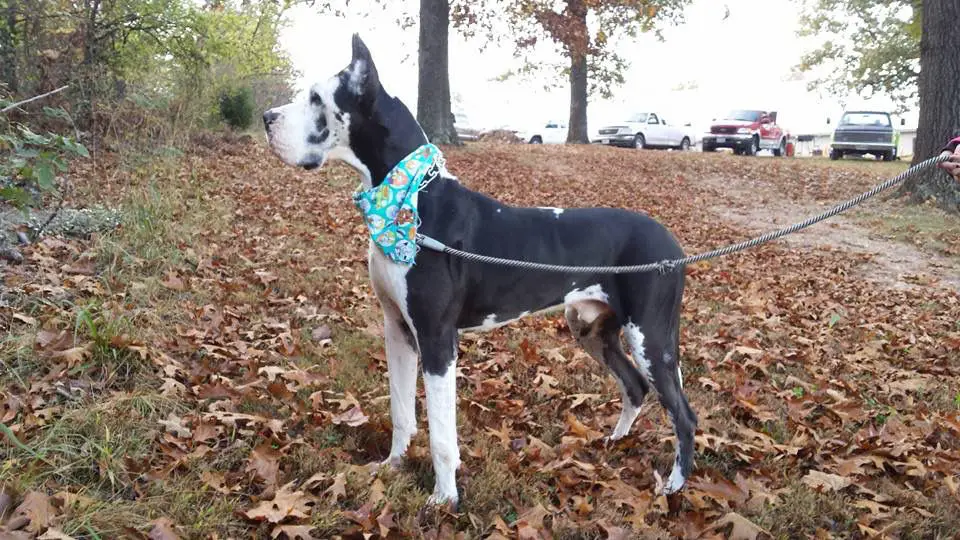 Joker Juice Iz Staira