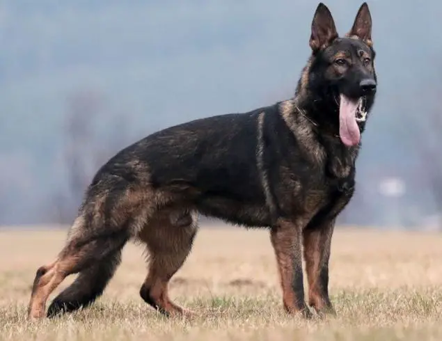 VD2 Vik z Klídkova dvora