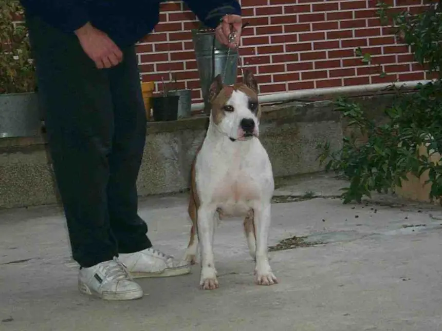 Real Staff  Eva de Gerbal