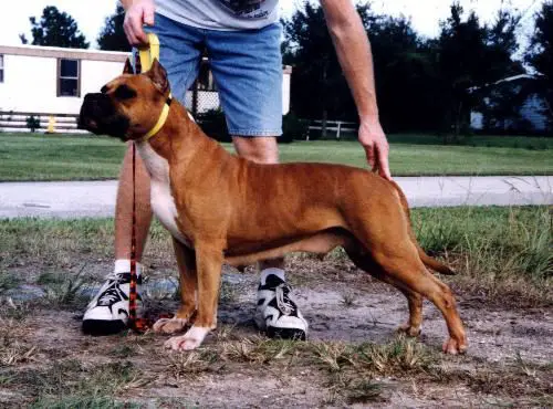 Rowdytowns Fire 'N Ice