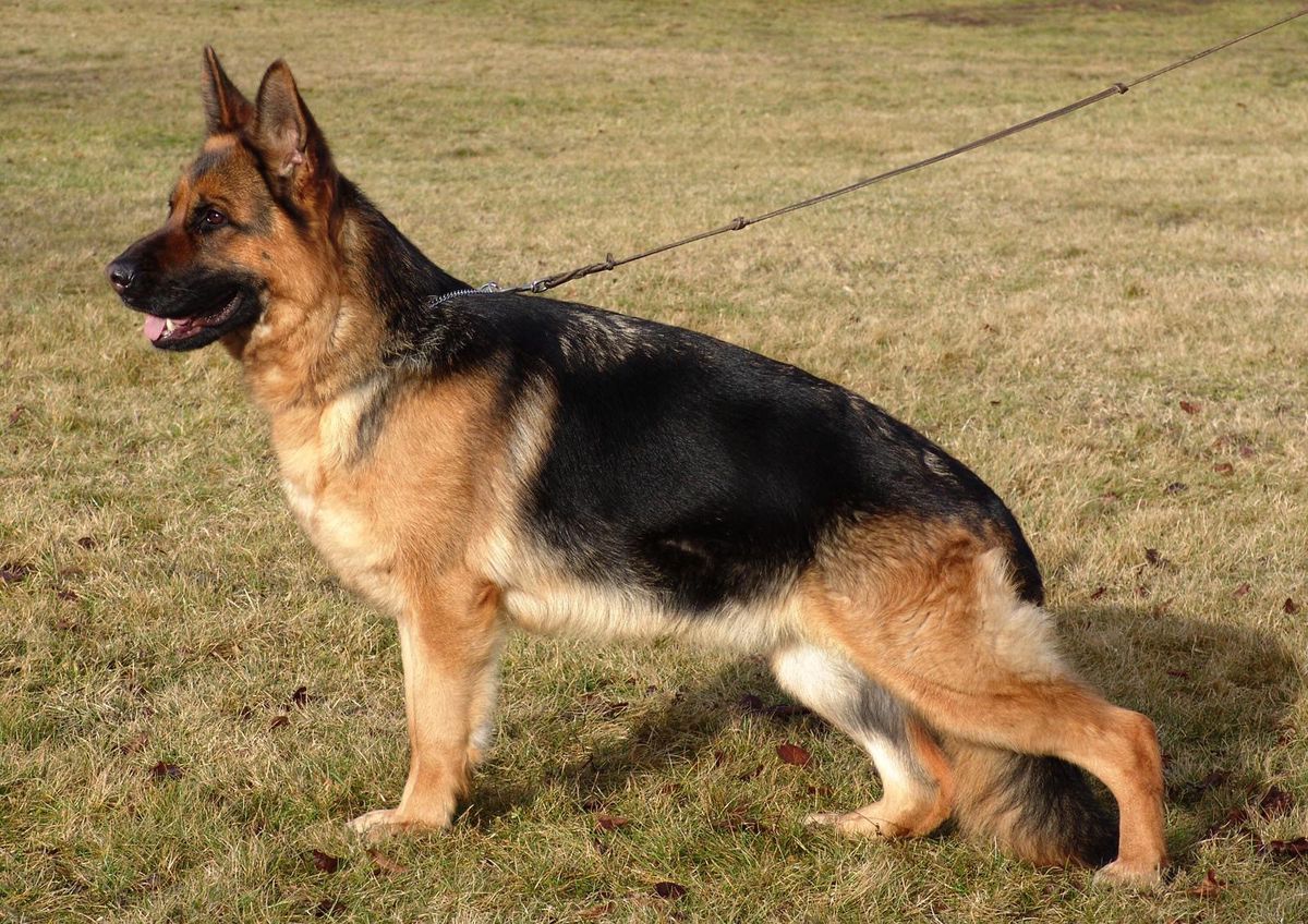 SG Tasha Von Baccara