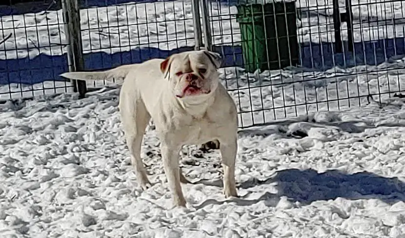 Riley's Lola of Deans