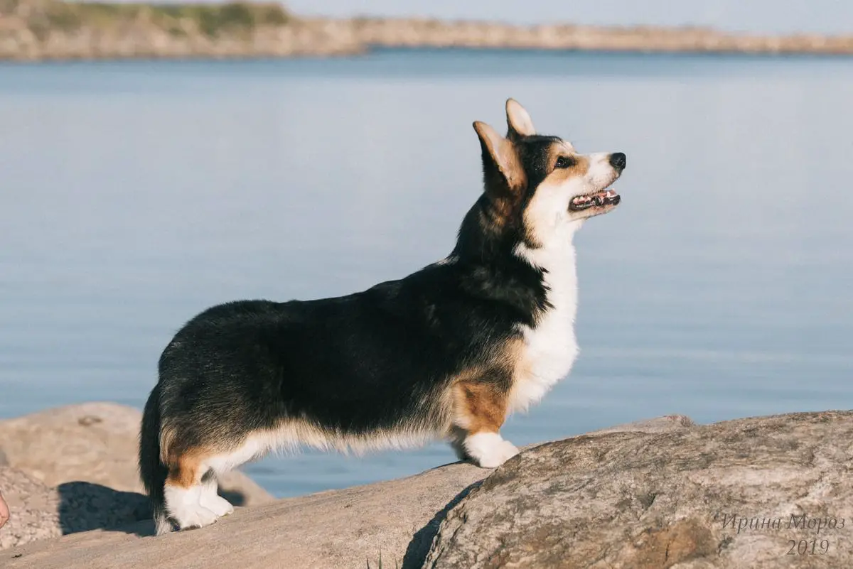 Merthyr Wanda Walk The Talk