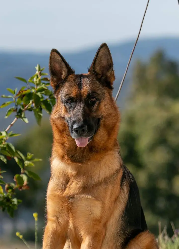 GaMora vom Gunnerhaus