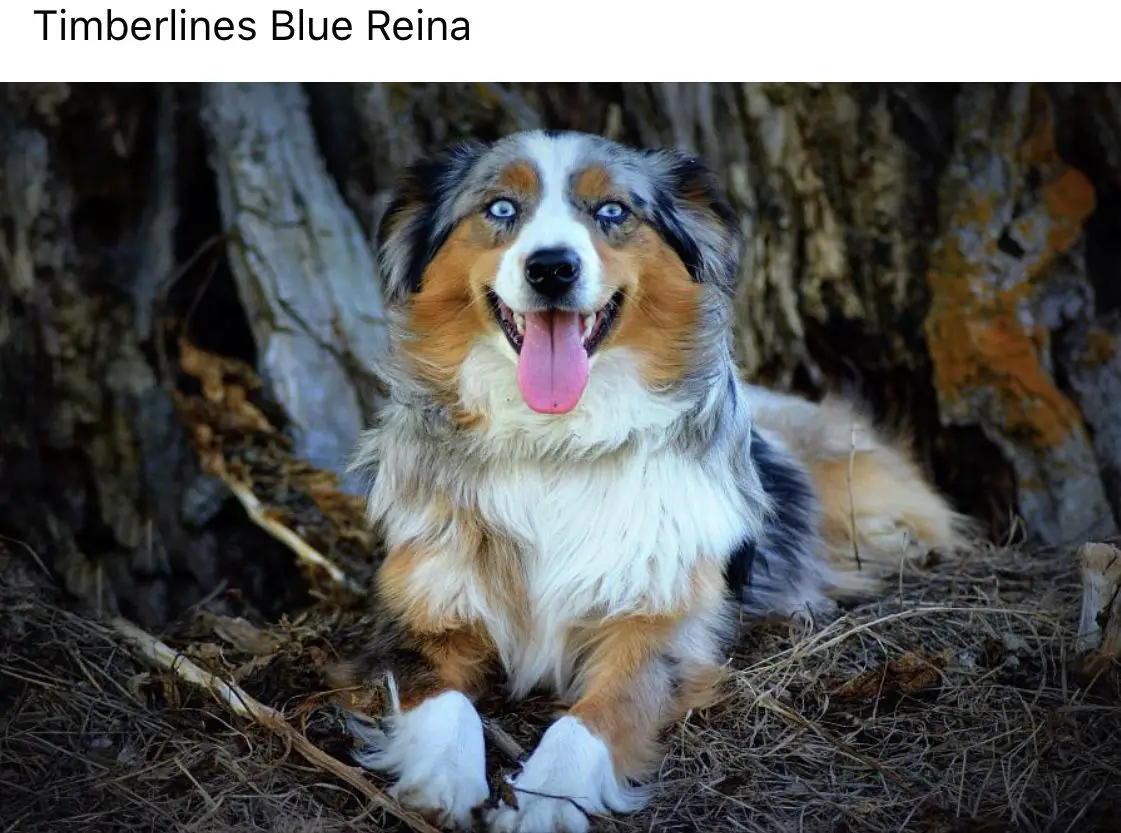 Timberlines Blue Reina