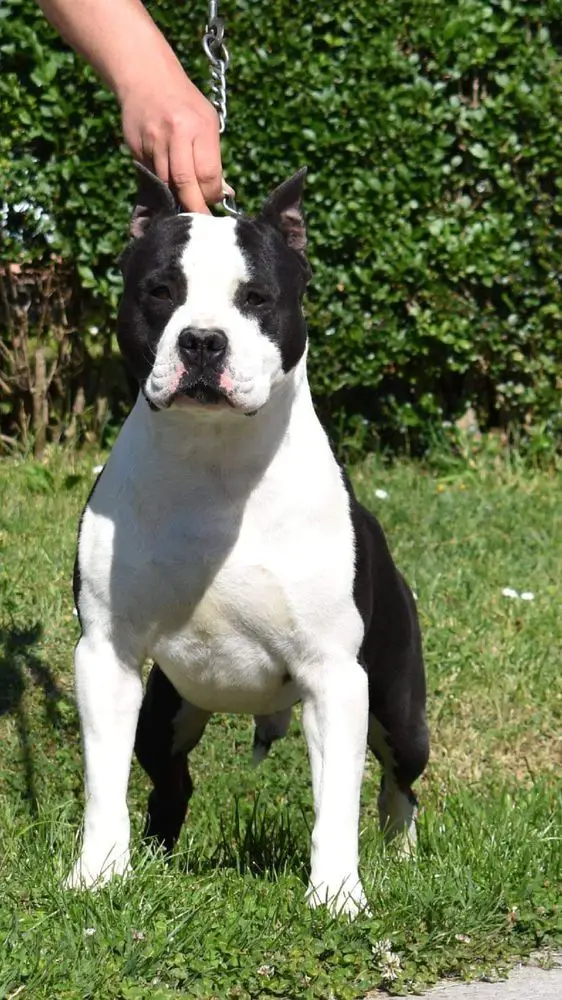 Bagzi Dominant Storm